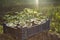 Growing vegetable seedling in tray, agriculture concept