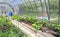 Growing vegetables in greenhouses