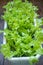 Growing vegetables at home in a flower pot. Close up of green fresh green salad leaves in a container. Selective focus,