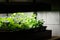 Growing vegetables indoors with grow lights