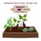 Growing vegetables and plants on one bed. Cabbage, Eggplant, Peas
