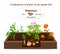 Growing vegetables and plants on one bed. Potatoes, horseradish, peas, marigolds