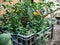 Growing vegetables in recycled elements, urban crops