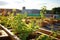 Growing vegetables on roof of urban building. Rooftop vegetable garden. Vegetables, potted plants growing on rooftop of