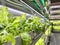 Growing Vegetables and Salad Leaves Polycarbonate High-tech Indoor Greenhouse the Aluminum Shelves Under Artificial Light