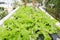 Growing vegetables without using soil or calling another type Hydroponic Vegetable Growing The concept of organic vegetables, food