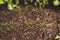 Growing vegetables in your backyard, close-up of carrot seedling leaves  growing in big veggie pot