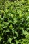 Growing vegetation cup plant  Silphium perfoliatum