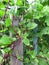 Growing Vines in the Summer Garden