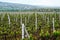 Growing vineyards in Moldova