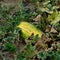 The growing water-melon in the field