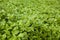 Growing watercress background