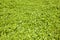 Growing watercress background