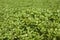 Growing watercress background