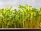 Growing Watercress sprouts. Sprouting Microgreens. Cress salad seed Germination at home.
