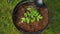 Growing and watering tomato seedlings in plastic pots with soil on green grass background