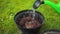 Growing and watering tomato seedlings in plastic pots with soil on green grass background