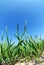 Growing wheat and blue sky