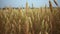 Growing wheat crop, close up. Agricultural business concept. Wheat Field. Grain harvest ripens in summer. Natural