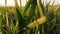 Growing wheat crop in field, growing cereals. green young sprouts of a wheat field grow in sun, close-up. seedlings of