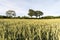 Growing wheat grain in a field