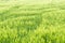 Growing wheat, ripening corn field in spring