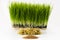 Growing wheatgrass