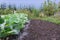 Growing white cabbages on garden beds.