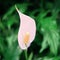 Growing white spathiphyllum flowers in a greenhouse as a hobby or for sale in a store. Spathiphyllum is a genus of perennial