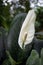 Growing White Spathiphyllum Flowers In A Greenhouse For Sale