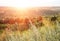 Growing wild grass wormwood in the summer dawn