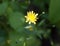 Growing wild Nipplewort yellow Lapsana communis green leaves