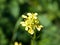 Growing wild yellow Bedstraw Galium verum green background