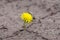 Growing yellow flower sprout