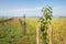 Growing young apple trees in a small orchard.