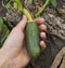 Growing young squash in human hand