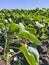 Growing young sunflowers before maturation