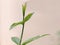 growled fresh green leaf for green environment developing Growled small plant edge