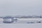 Growler among ice floes in winter polynyas Antarctic