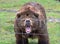 Growling Kodiak Bear