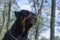 Growling Rottweiler close-up with trees and the sky in the background