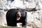 Growling sun bear