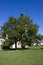 Grown black walnut in front of Uhrovice castle