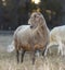 Grown brown Katahdin sheep ewe looking amorous