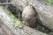 Grown Burl on a tree trunk, green moss arround