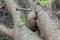 Grown Burl on a tree trunk, green moss arround