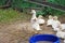 Grown Chicks Muscovy ducks in the poultry farm.