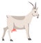 Grown goat, breeding and farming animals vector