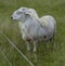 Grown Katahdin sheep ram