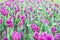 Grown with love. country of many colors. Spring floral background. Netherlands countryside. tulips in garden. Amazing